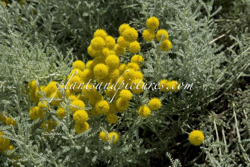 Santolina chamaecyparissus var. nana