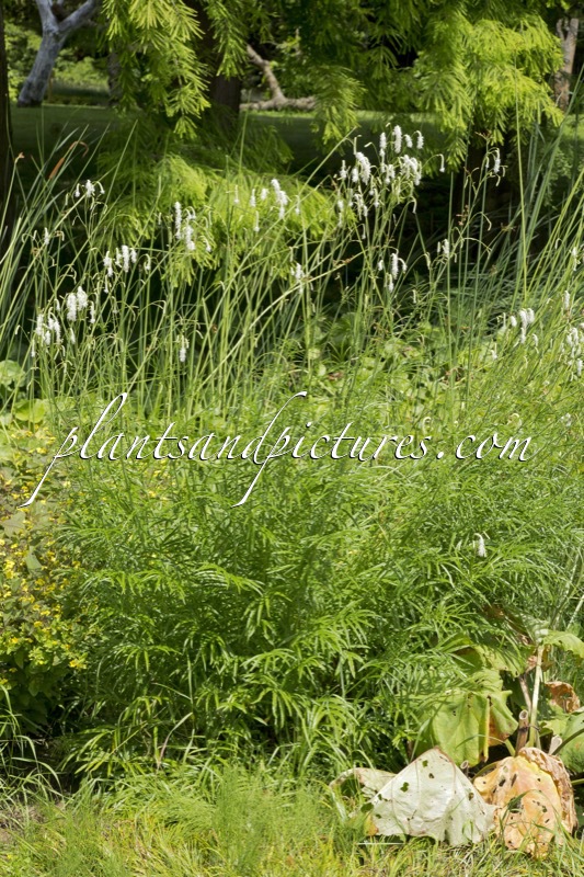 Sanguisorba tenuifolia var. alba