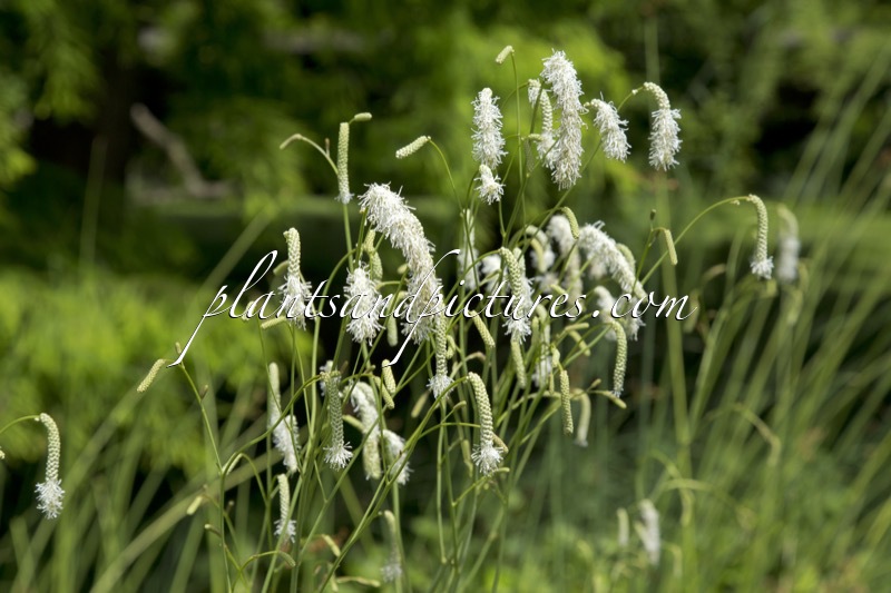 Sanguisorba tenuifolia var. alba