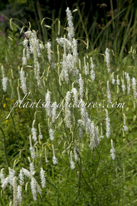 Sanguisorba tenuifolia var. alba
