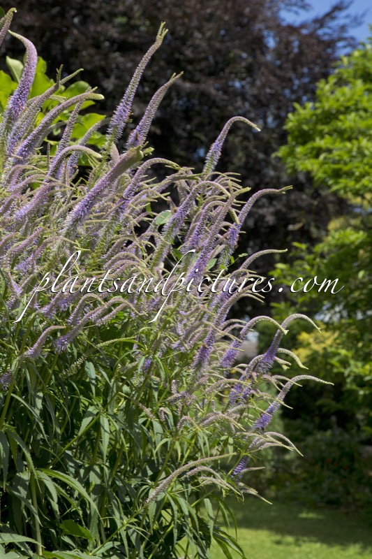 Veronicastrum virginicum ‘Fascination’