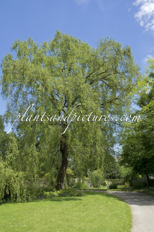 Salix babylonica ‘Crispa’