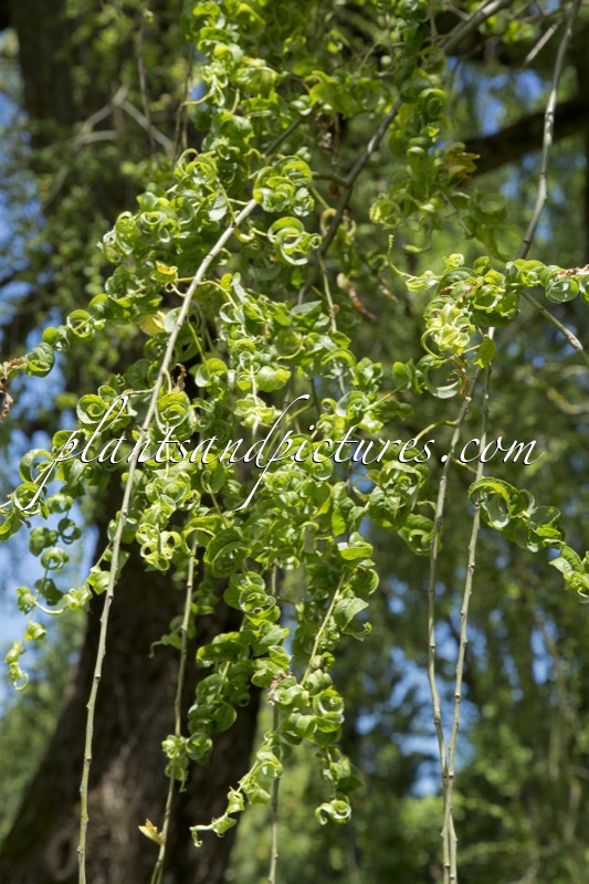 Salix babylonica ‘Crispa’