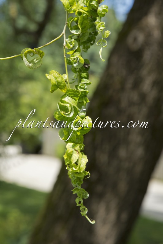Salix babylonica ‘Crispa’