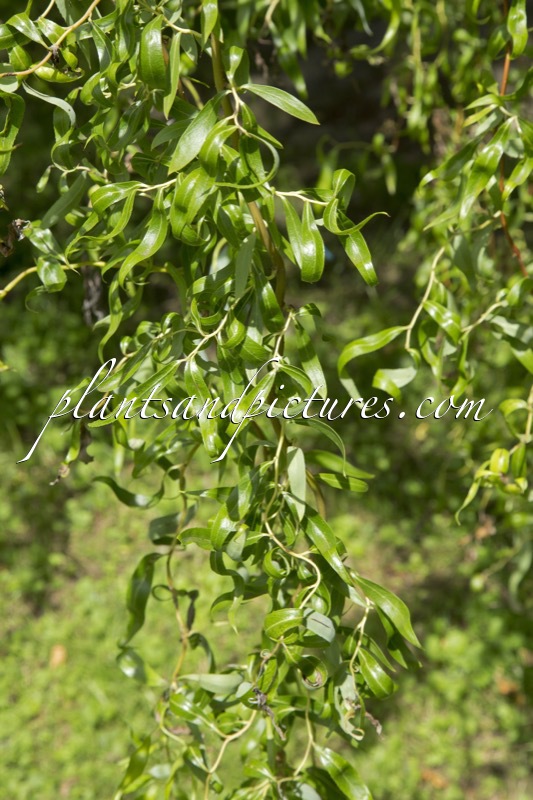 Salix ‘Erythroflexuosa’