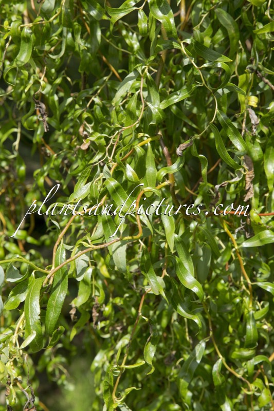 Salix ‘Erythroflexuosa’