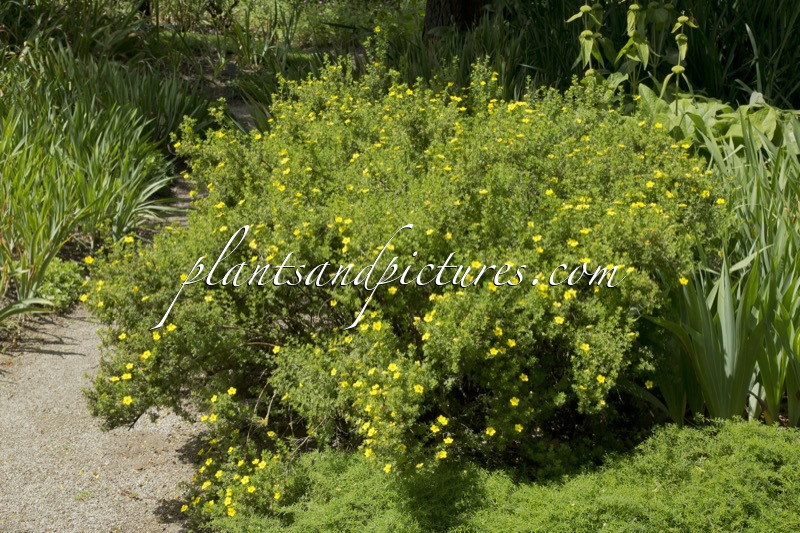 Potentilla fruticosa ‘Gold Drop’