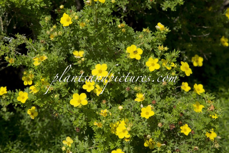 Potentilla fruticosa ‘Gold Drop’