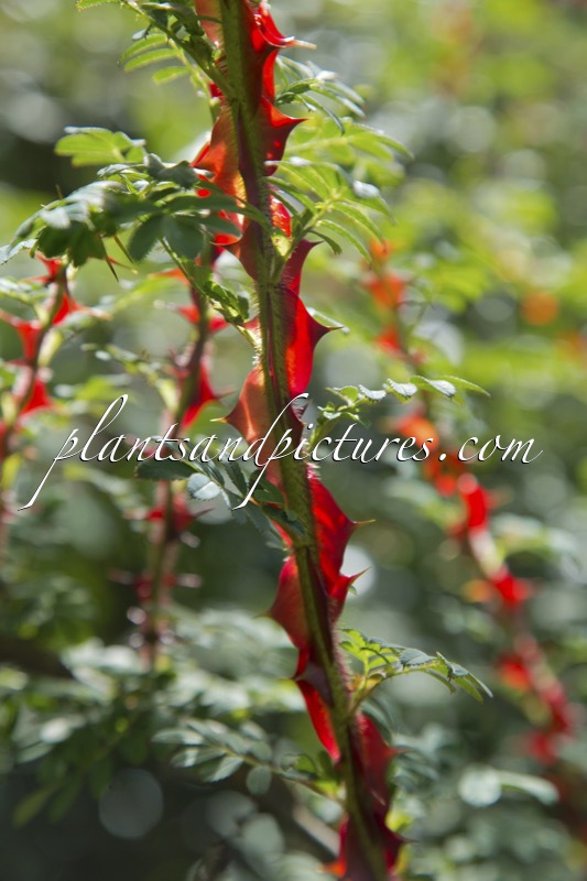 Rosa sericea f. pteracantha