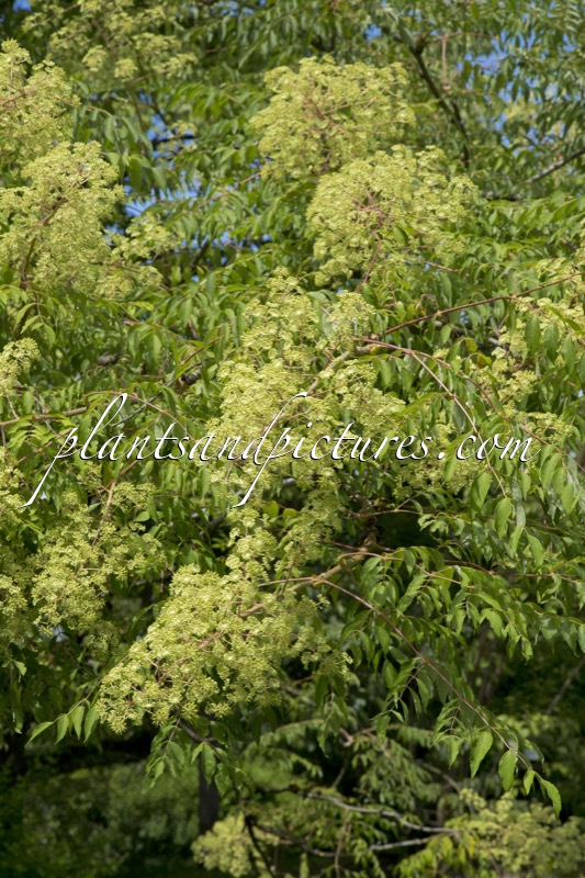 Aralia spinosa