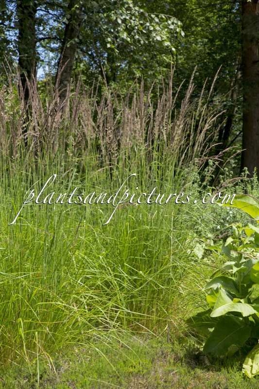 Calamagrostis acutiflora ‘Karl Foerster’
