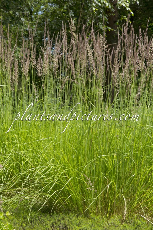 Calamagrostis acutiflora ‘Karl Foerster’
