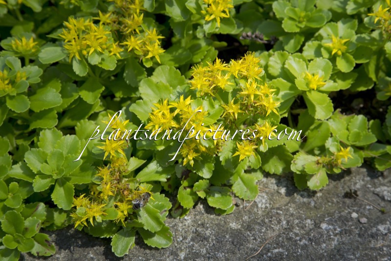 Sedum selskianum