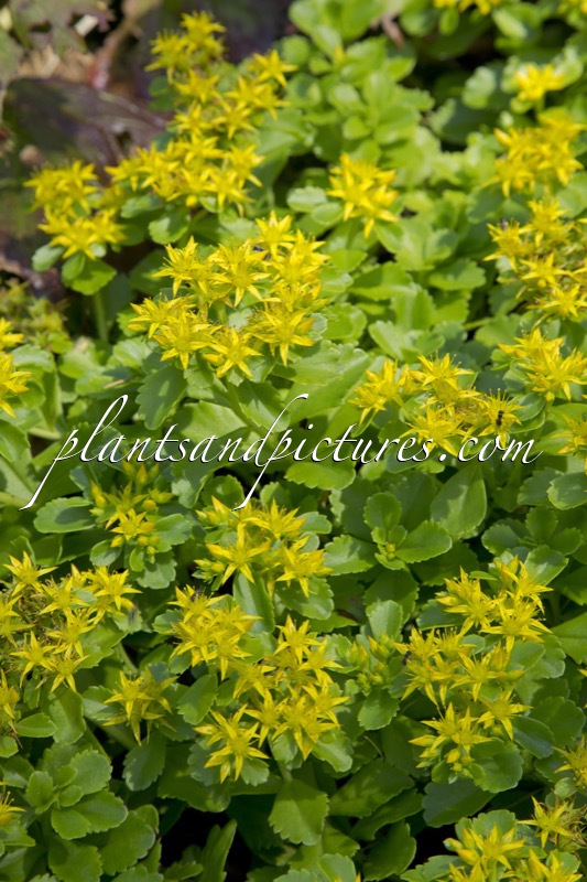 Sedum selskianum