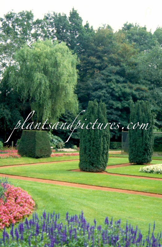 Taxus baccata ‘Fastigiata’