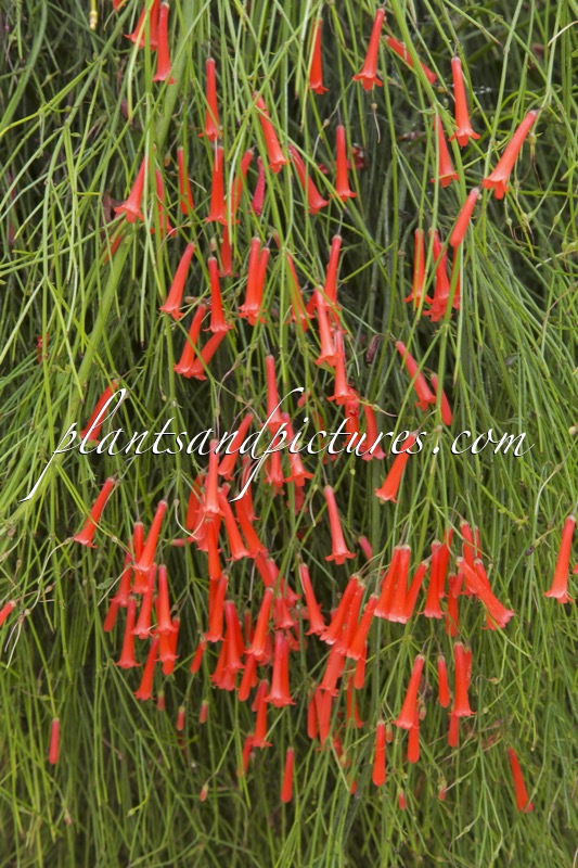 Russelia equisetiformis