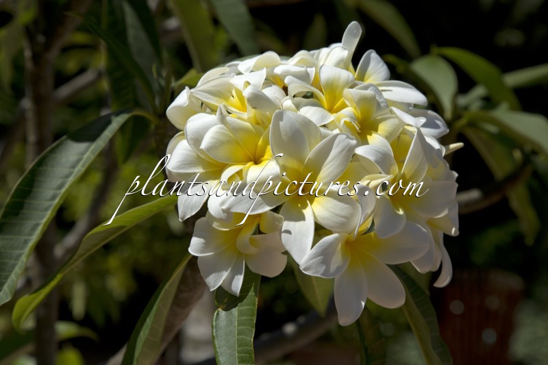Plumeria alba