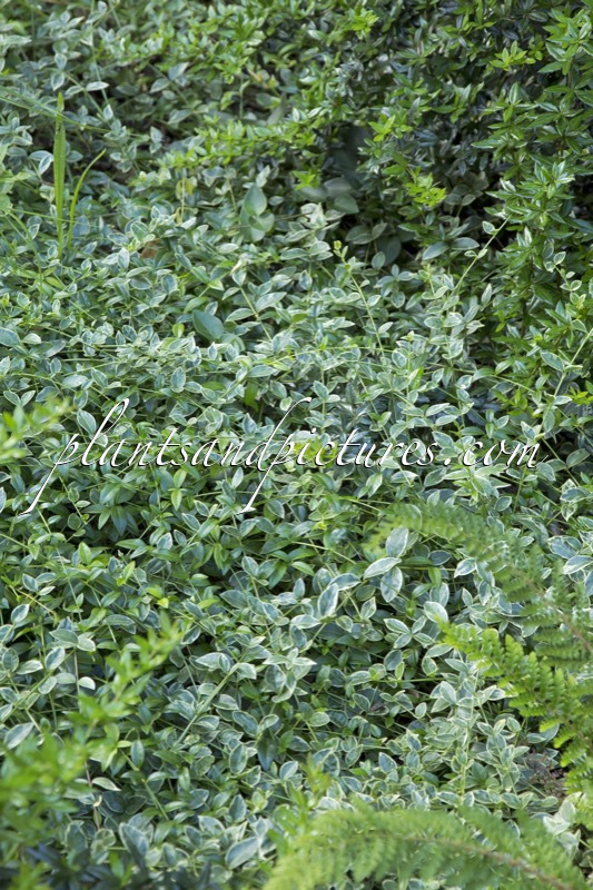 Vinca minor ‘Evelyn’
