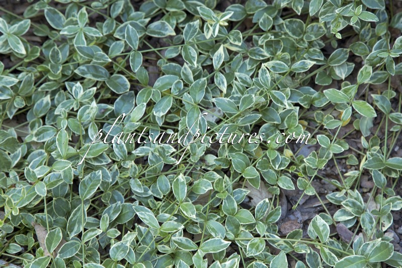 Vinca minor ‘Evelyn’