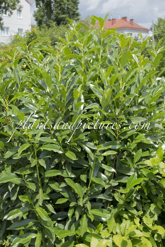 Prunus laurocerasus ‘Winterstar’