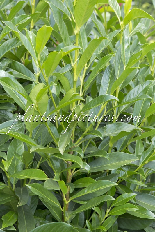 Prunus laurocerasus ‘Winterstar’