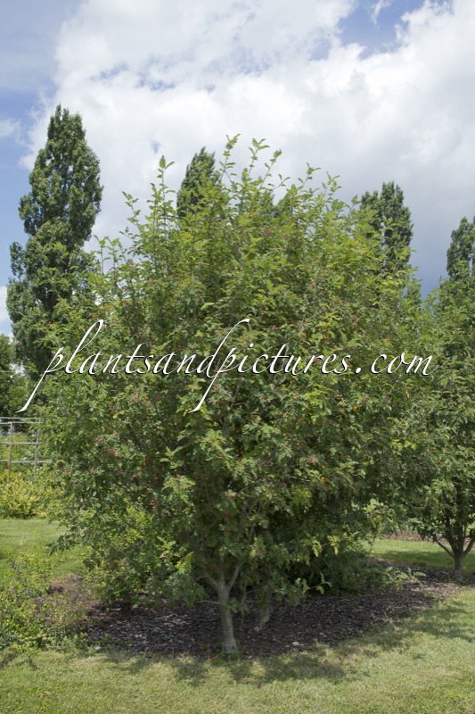 Sorbaronia ‘Titan’