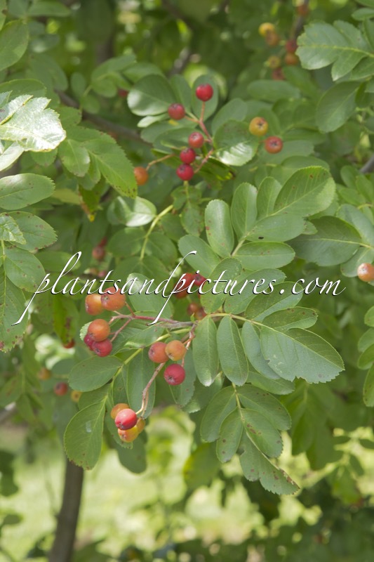 Sorbaronia ‘Titan’