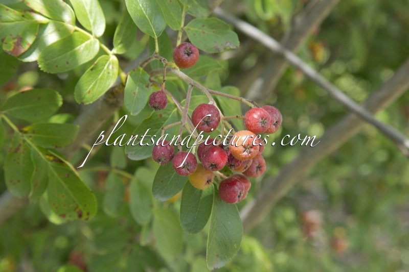 Sorbaronia ‘Titan’