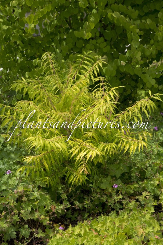 Rhus typhina ‘Sinrus’ (RADIANCE)