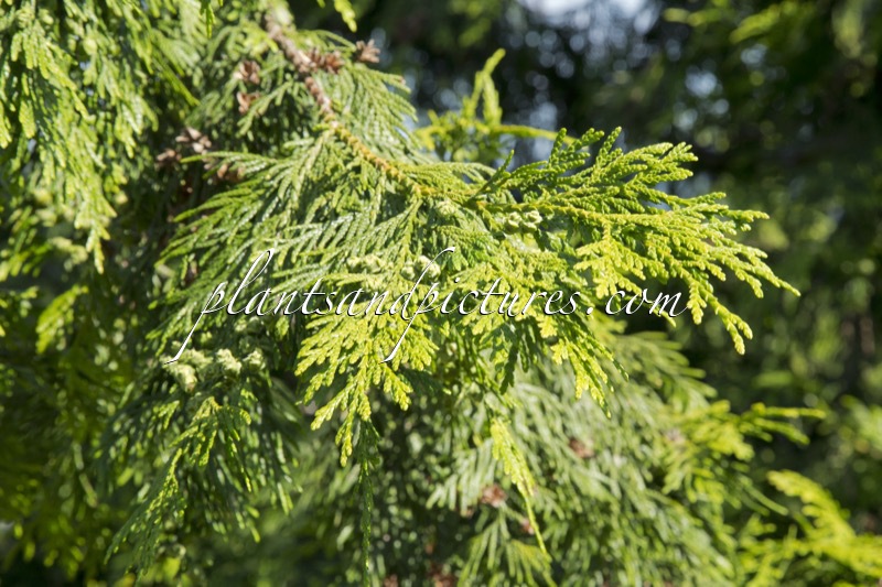 Thuja standishii