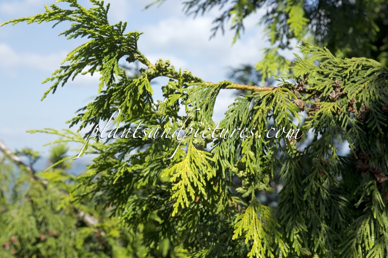 Thuja standishii