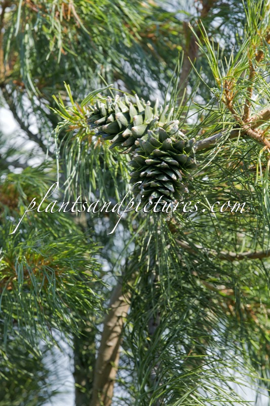 Pinus pumila ‘Draijer’s Dwarf’