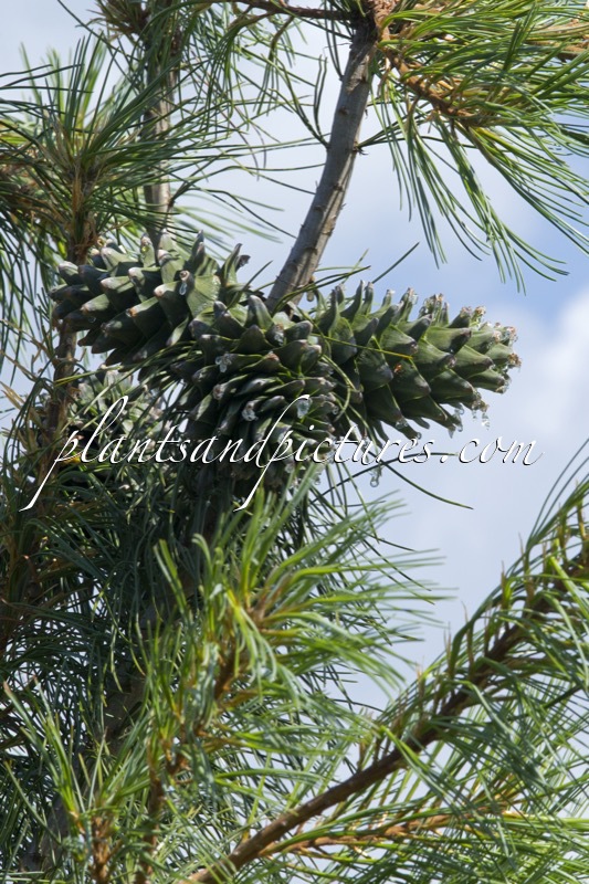 Pinus pumila ‘Draijer’s Dwarf’