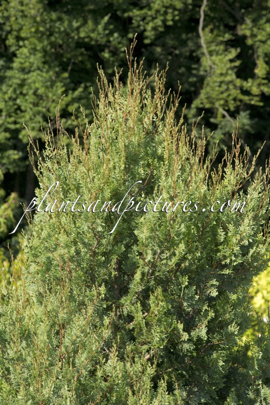 Austrocedrus chilensis
