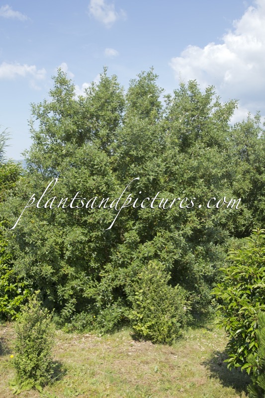 Quercus hispanica ‘Diversifolia’