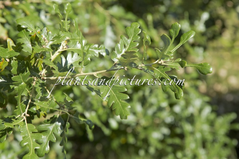 Quercus hispanica ‘Diversifolia’