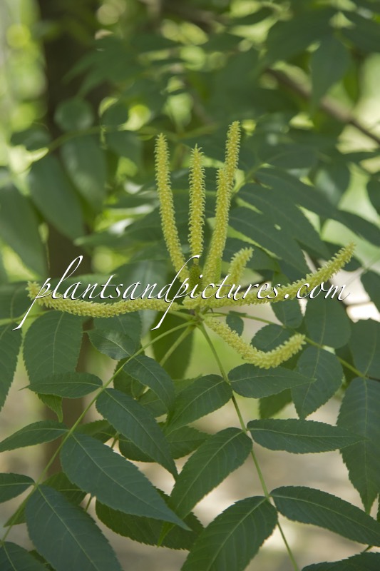 Platycarya strobilacea