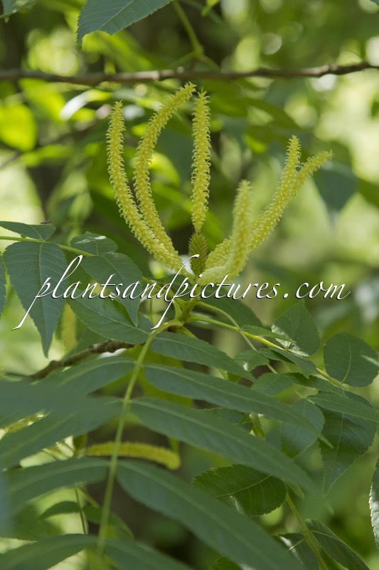 Platycarya strobilacea