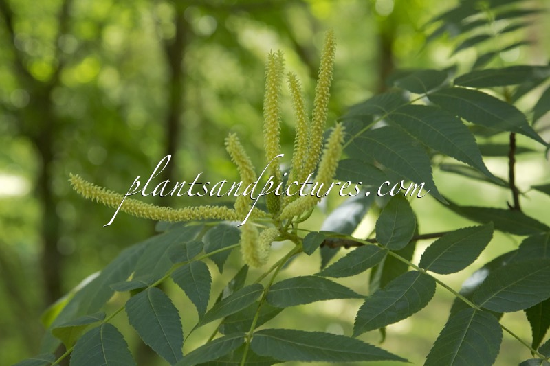 Platycarya strobilacea