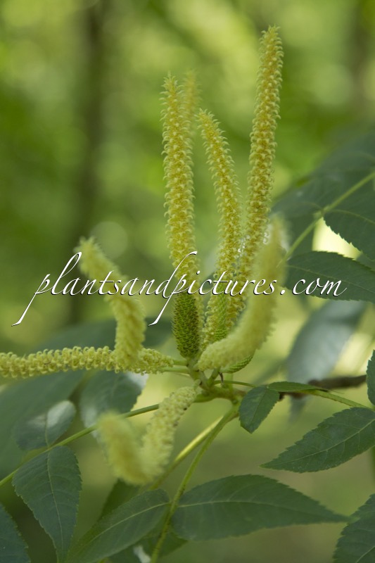 Platycarya strobilacea