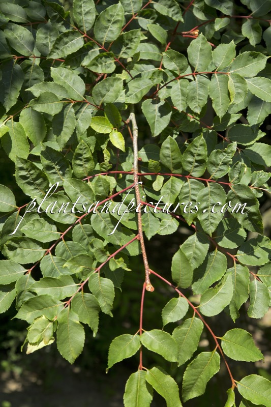 Picrasma quassioides