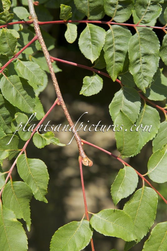 Picrasma quassioides