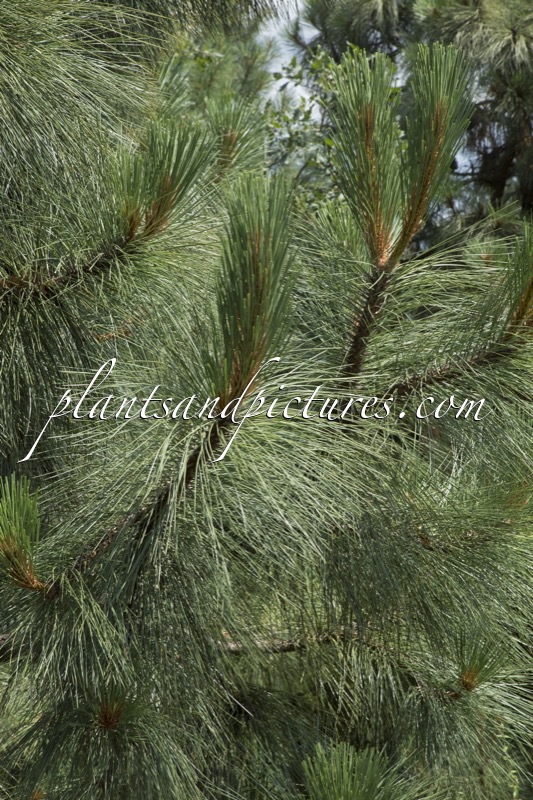 Pinus engelmannii