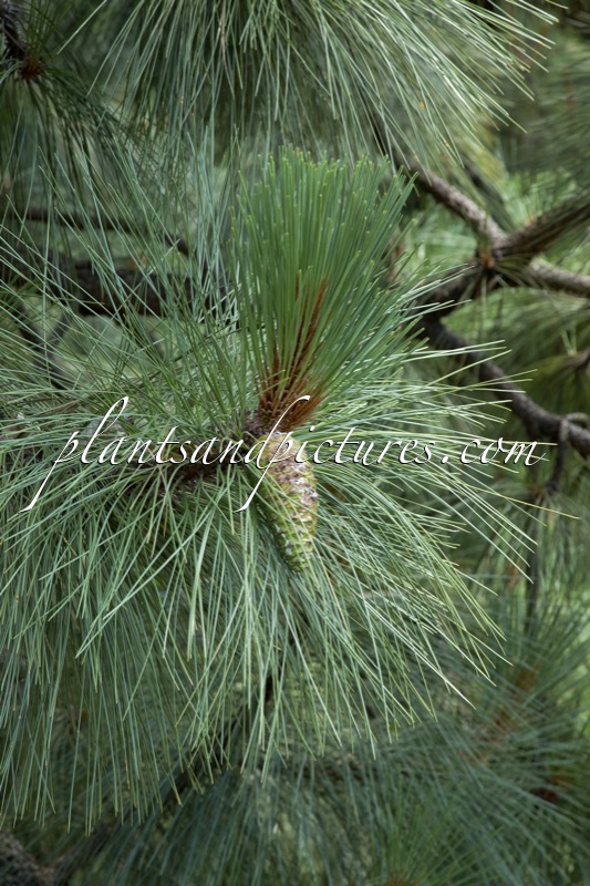 Pinus engelmannii