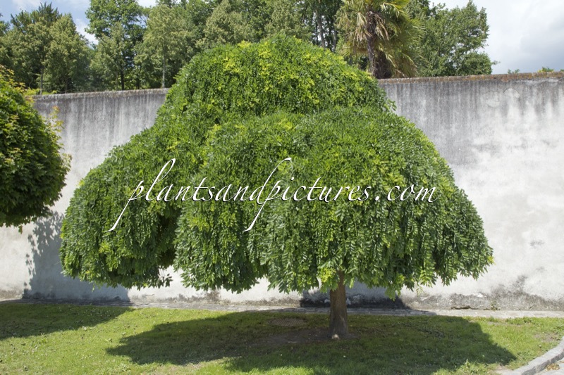 Styphnolobium japonicum ‘Pendula’