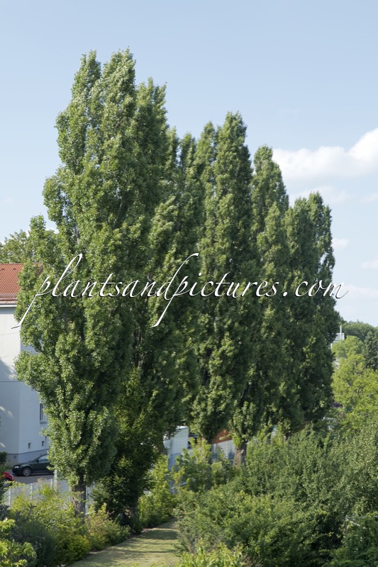 Populus nigra ‘Italica’