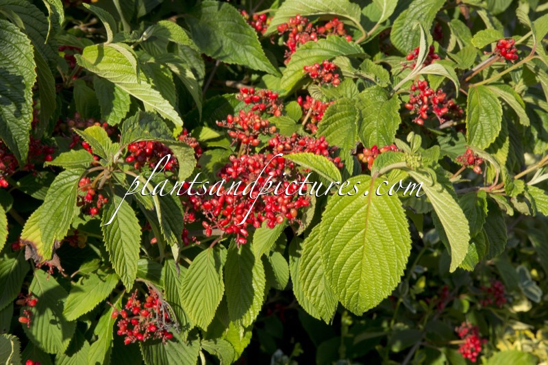 Viburnum plicatum f. tomentosum