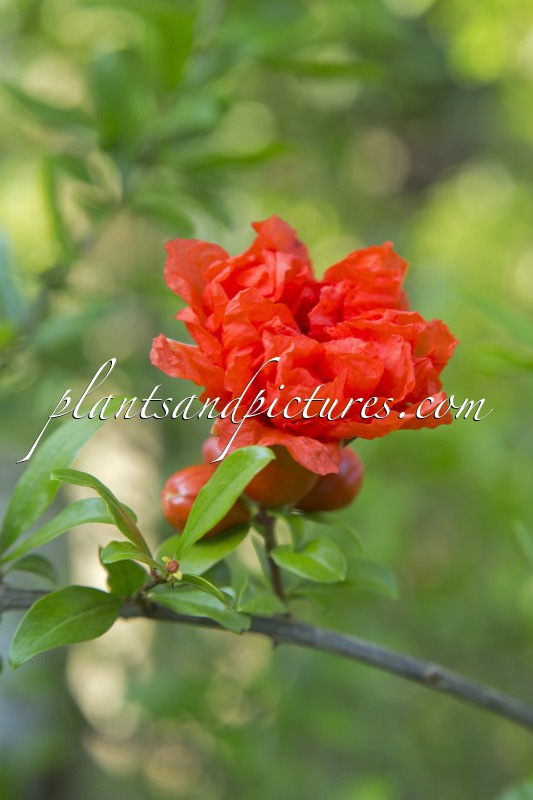 Punica granatum ‘Pleniflora’