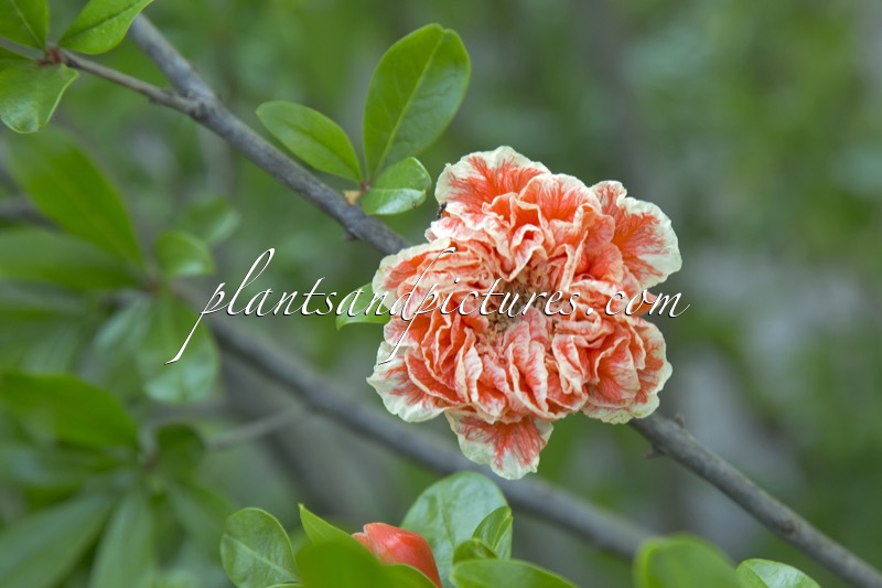 Punica granatum ‘Cirmos’