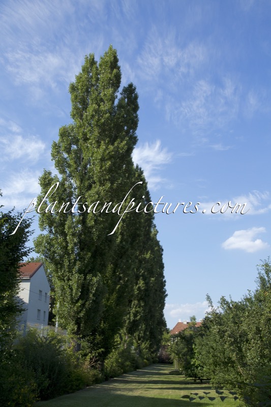 Populus nigra ‘Italica’